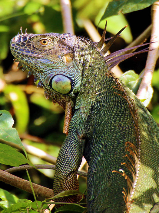 Grüner Leguan im Tortuguero National Park - CALVENDO Foto-Puzzle'