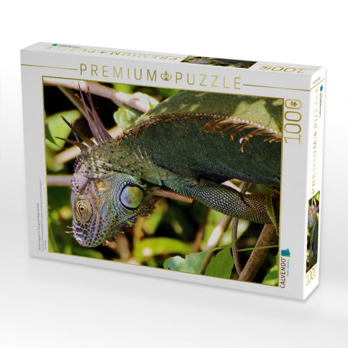 Grüner Leguan im Tortuguero National Park - CALVENDO Foto-Puzzle'