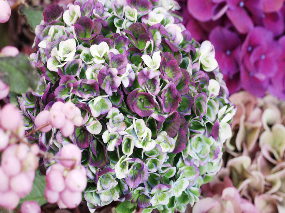 Hortensie 'Magical Revolution' - CALVENDO Foto-Puzzle'