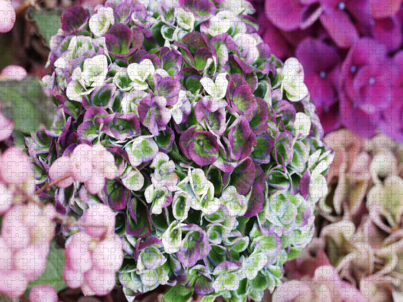 Hortensie 'Magical Revolution' - CALVENDO Foto-Puzzle'