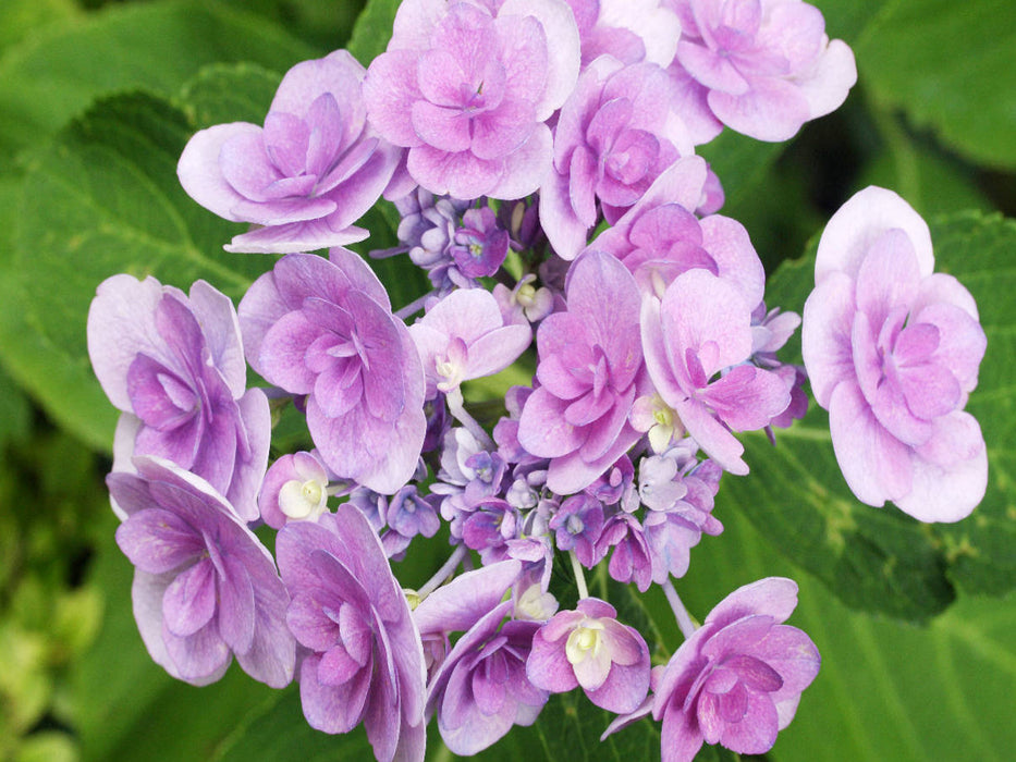 Tellerhortensie 'You and Me Romance' - CALVENDO Foto-Puzzle'