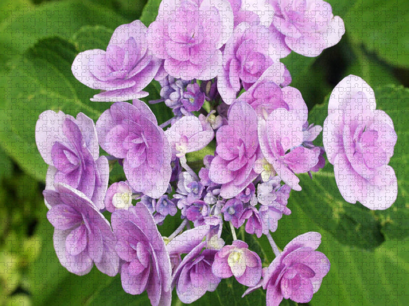 Tellerhortensie 'You and Me Romance' - CALVENDO Foto-Puzzle'