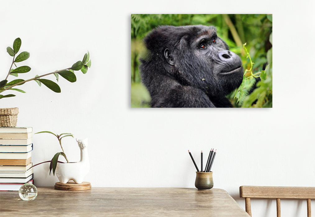 Premium textile canvas Premium textile canvas 120 cm x 80 cm landscape mountain gorilla in Uganda 