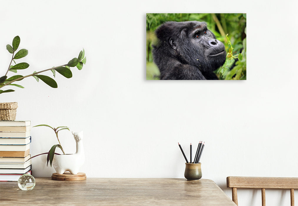 Premium textile canvas Premium textile canvas 120 cm x 80 cm landscape mountain gorilla in Uganda 
