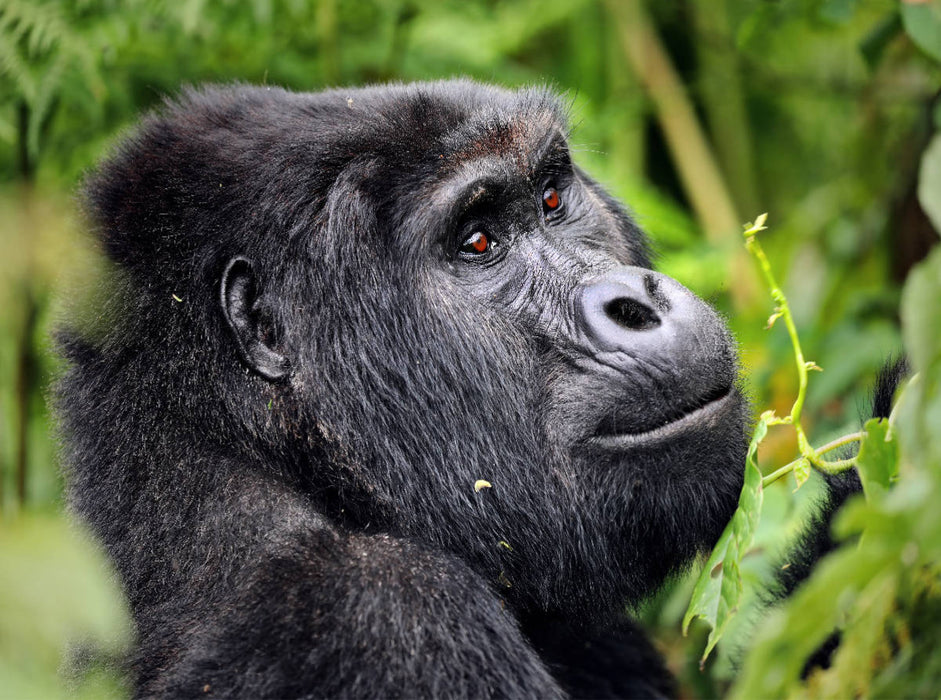 Berggorilla in Uganda - CALVENDO Foto-Puzzle'