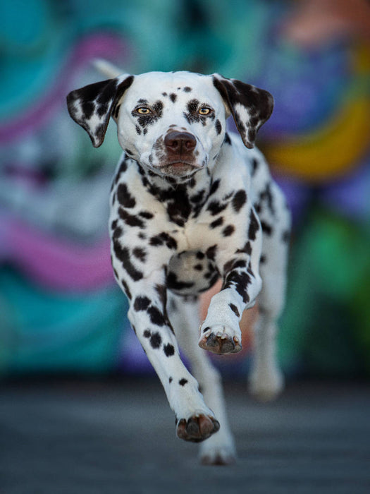 Dalmatiner - CALVENDO Foto-Puzzle'
