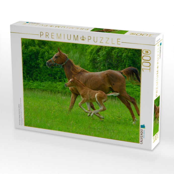 Gestreckter Galopp, Arabisches Vollblut - CALVENDO Foto-Puzzle'