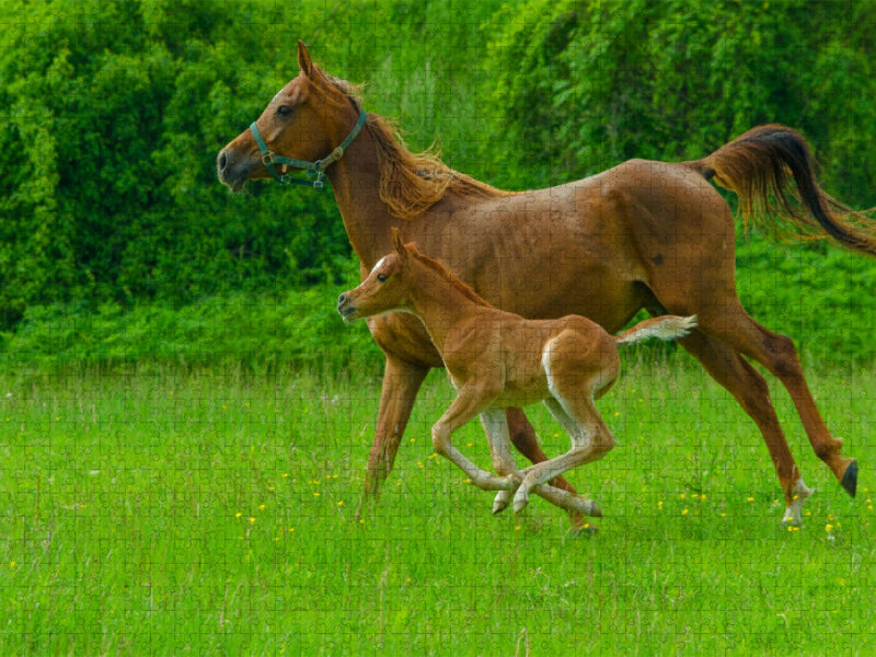 Gestreckter Galopp, Arabisches Vollblut - CALVENDO Foto-Puzzle'