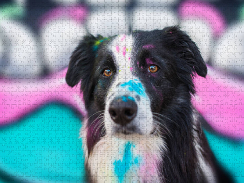 Border Collie - CALVENDO Foto-Puzzle'