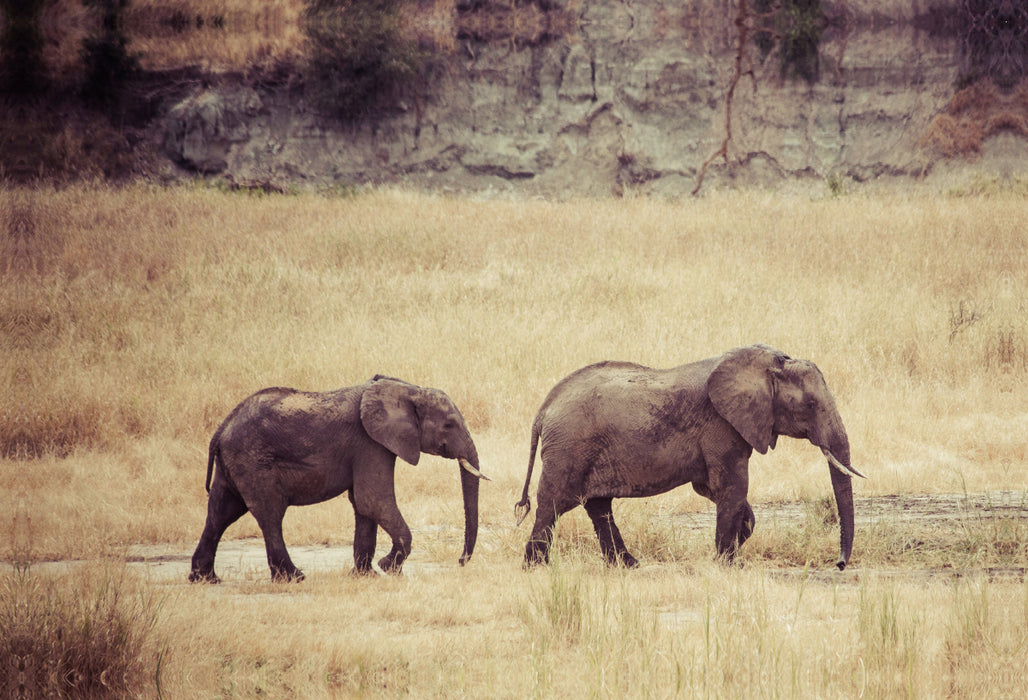 Premium Textil-Leinwand Elefanten der Serengeti