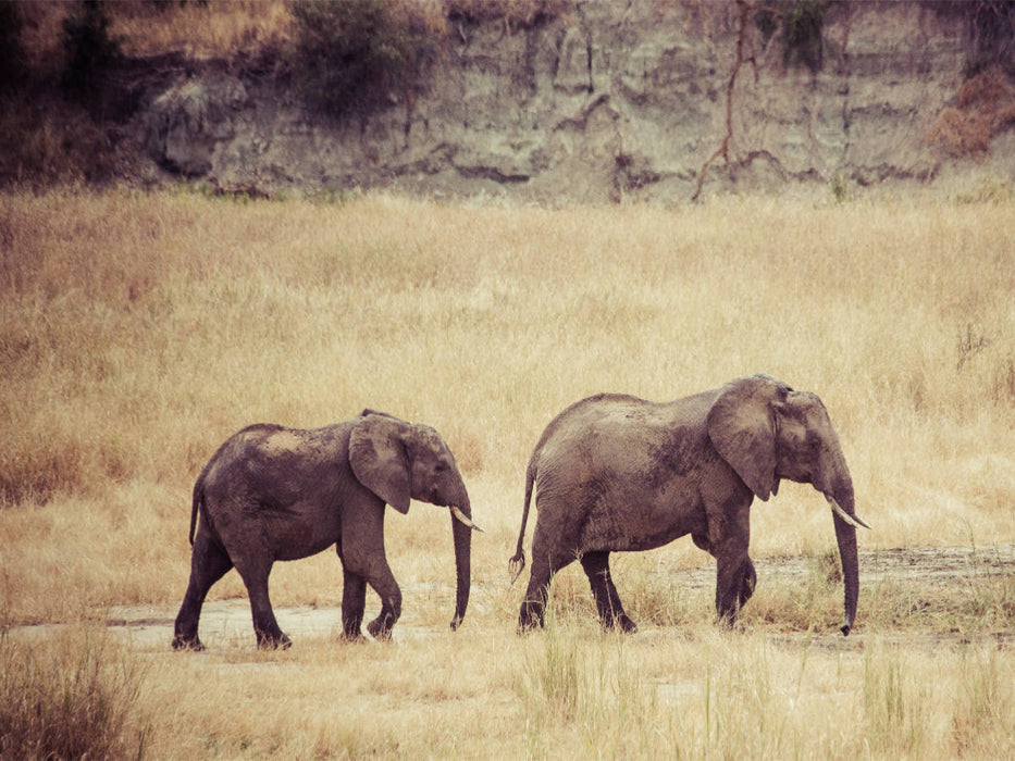Elefanten der Serengeti - CALVENDO Foto-Puzzle'