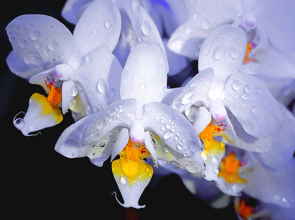 Orchid - CALVENDO photo puzzle 