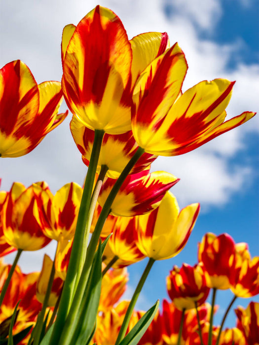Ein Motiv aus dem Kalender Farbenreiches Tulpenparadies - CALVENDO Foto-Puzzle'