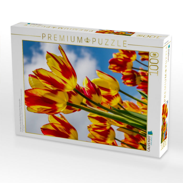 Ein Motiv aus dem Kalender Farbenreiches Tulpenparadies - CALVENDO Foto-Puzzle'