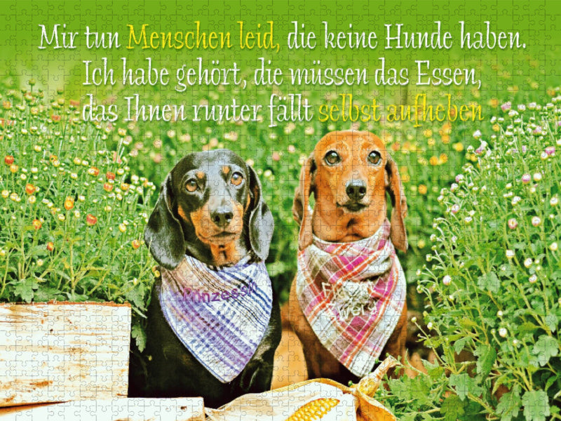 Zwei Kurzhaar-Dackel mit karierten Halstüchern sitzen nebeneinander im Garten - CALVENDO Foto-Puzzle'