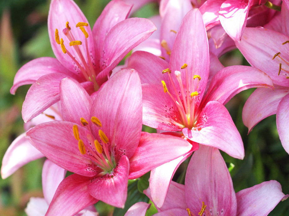 Lilien in Pink - CALVENDO Foto-Puzzle'