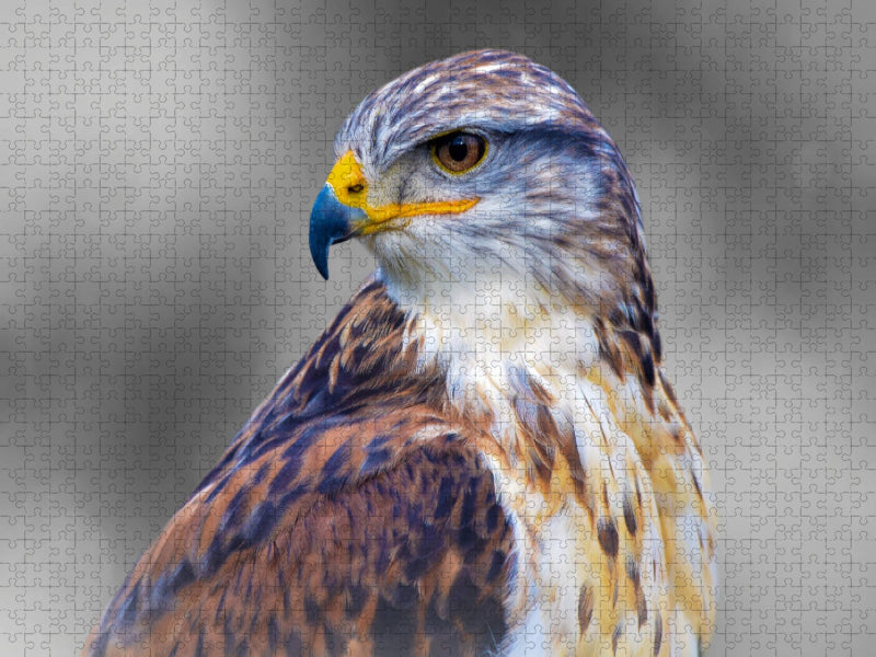 Königsrauhfußbussard - CALVENDO Foto-Puzzle'