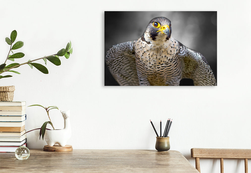 Premium textile canvas Premium textile canvas 120 cm x 80 cm landscape peregrine falcon 