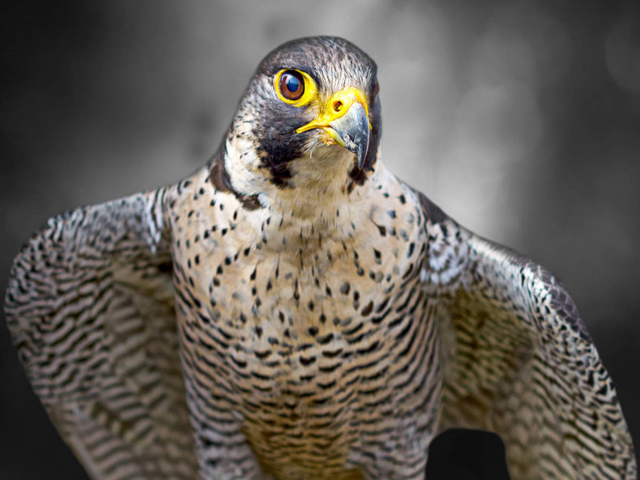 Wanderfalke - CALVENDO Foto-Puzzle'