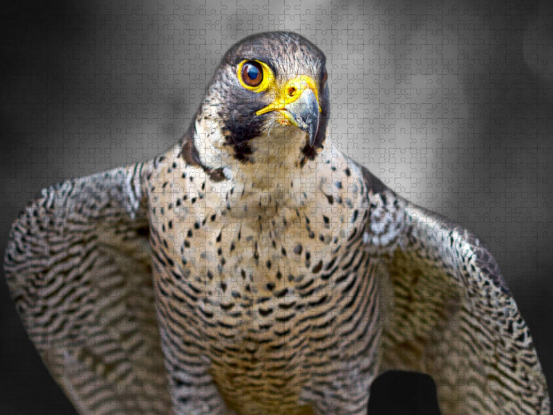 Wanderfalke - CALVENDO Foto-Puzzle'