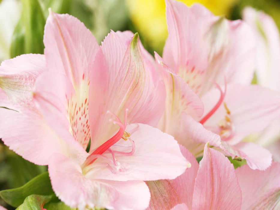 Zarte Blüten der Inkalilie - CALVENDO Foto-Puzzle'