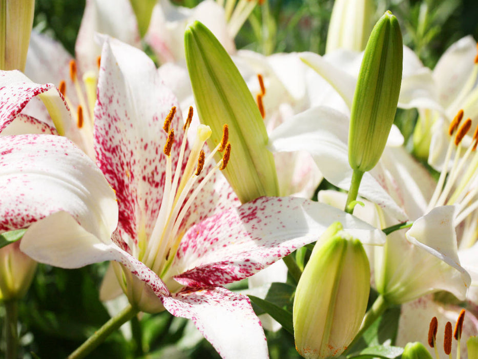 Lilie 'Oriental Muscadet' - CALVENDO Foto-Puzzle'