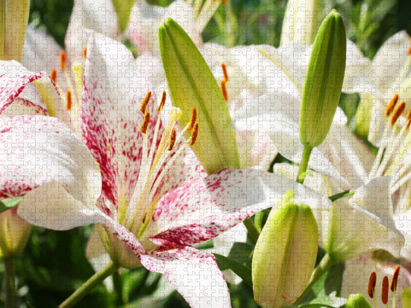 Lilie 'Oriental Muscadet' - CALVENDO Foto-Puzzle'