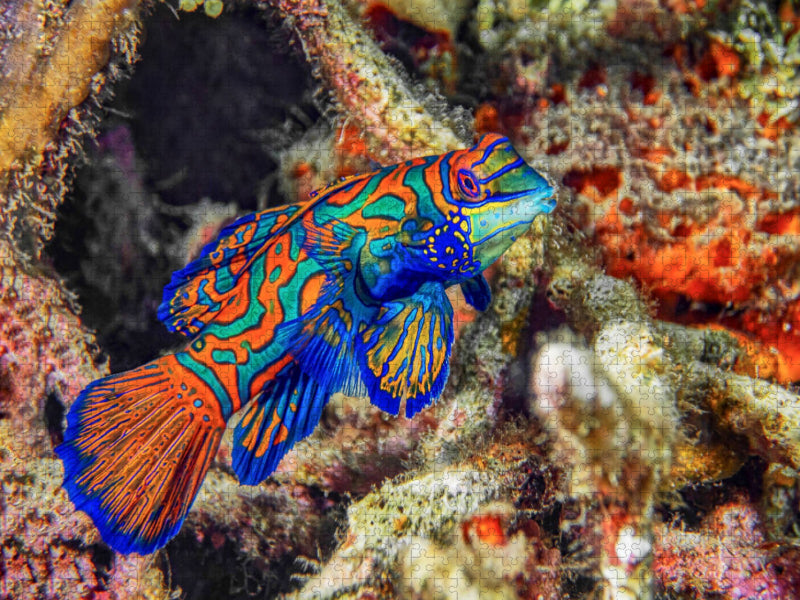 Mandarinfisch - CALVENDO Foto-Puzzle'