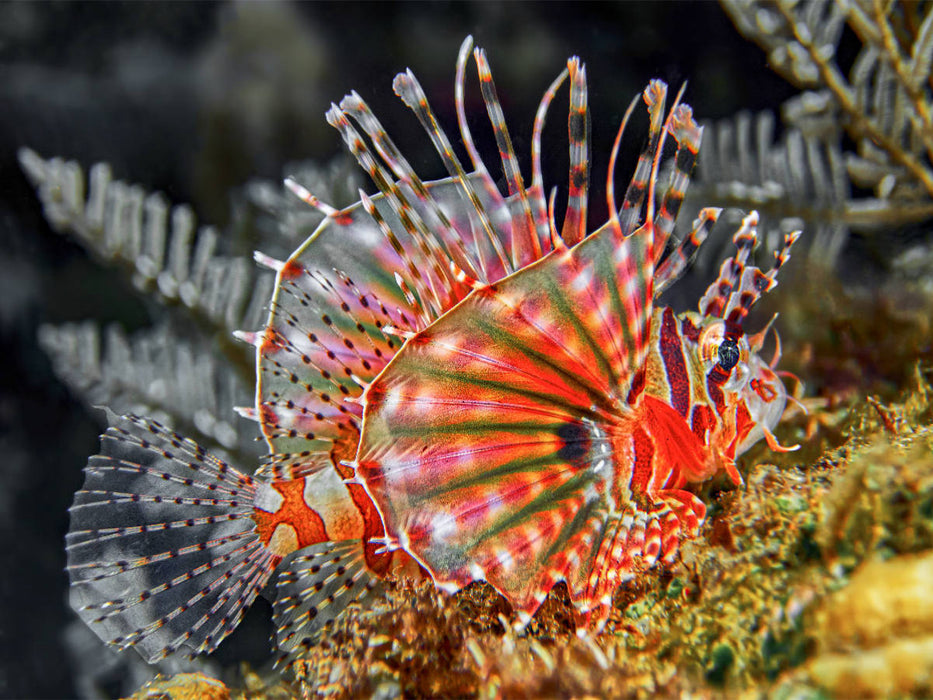 Feuerfisch - CALVENDO Foto-Puzzle'