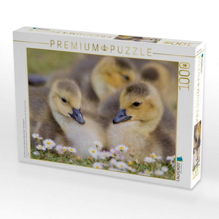 Ein Motiv aus dem Kalender Wasservögel - Kanadagänse - CALVENDO Foto-Puzzle'