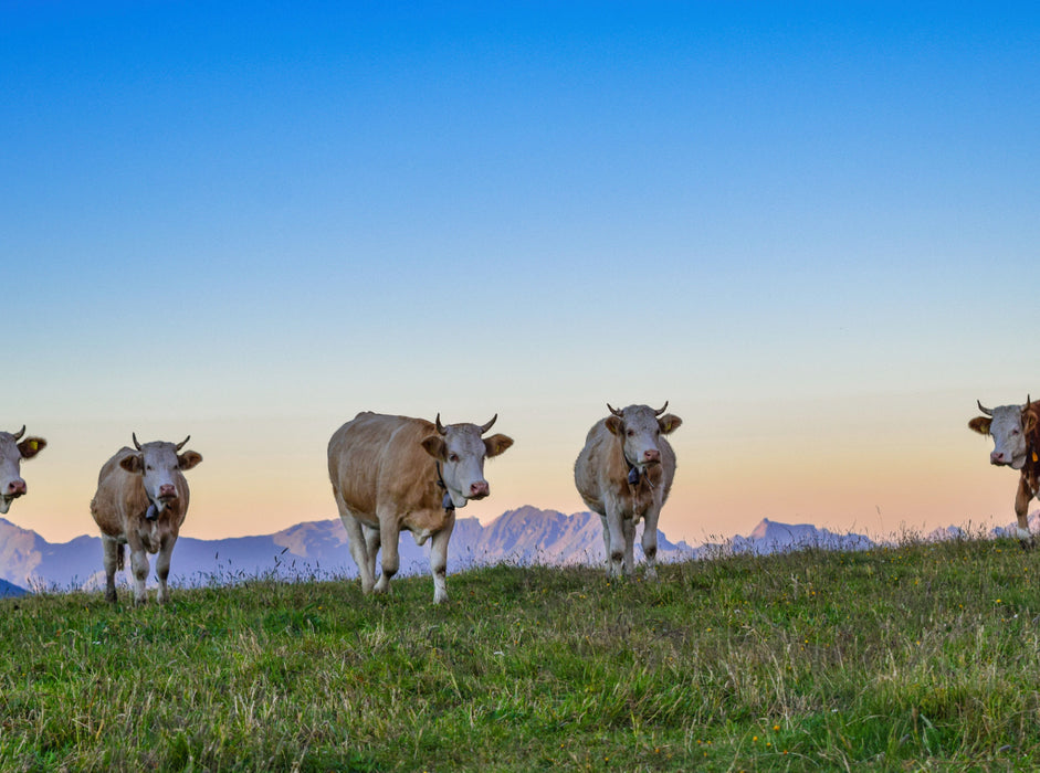 Simmentaler Kühe im Abendrot 2000 Teile Puzzle quer - CALVENDO Foto-Puzzle'