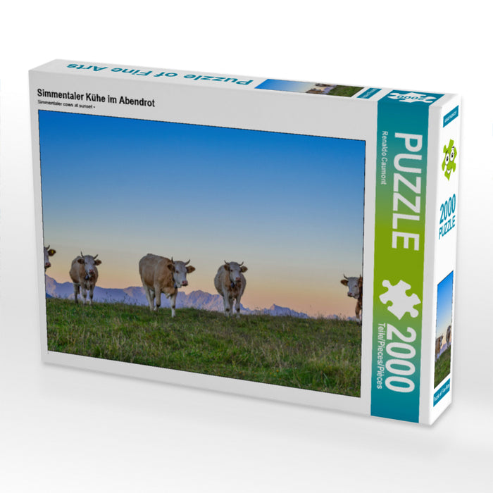 Simmentaler Kühe im Abendrot 2000 Teile Puzzle quer - CALVENDO Foto-Puzzle'