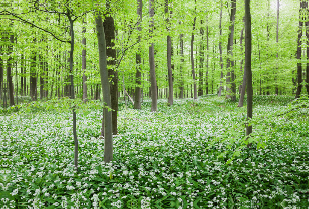 Premium Textil-Leinwand Eifel - Traumhafter Bärlauchwald