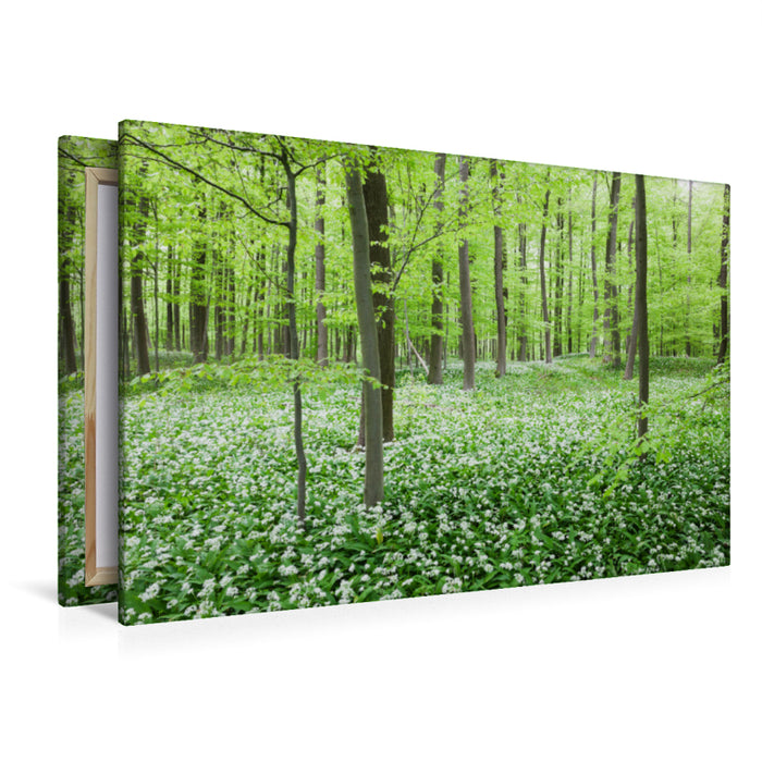 Premium Textil-Leinwand Eifel - Traumhafter Bärlauchwald