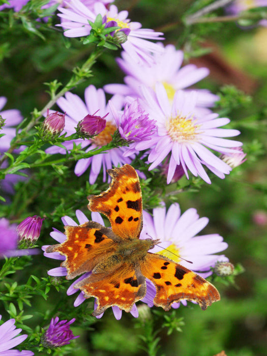 C-Falter auf Glattblatt-Aster - CALVENDO Foto-Puzzle'