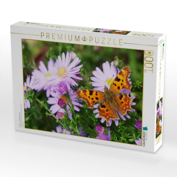 C-Falter auf Glattblatt-Aster - CALVENDO Foto-Puzzle'