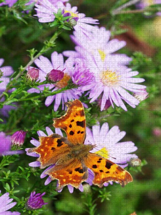C-Falter auf Glattblatt-Aster - CALVENDO Foto-Puzzle'
