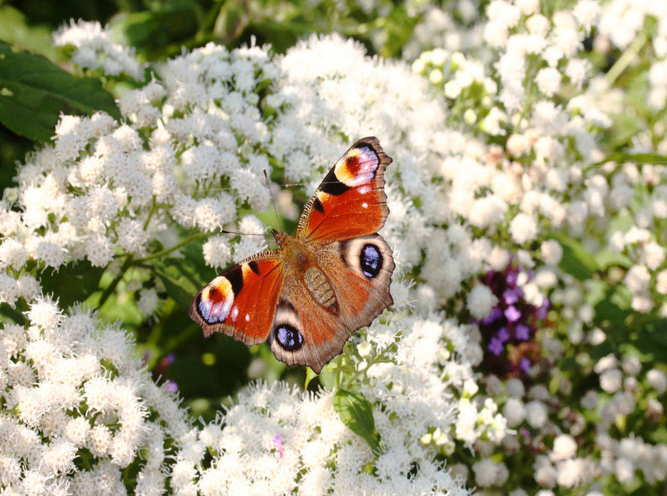 Tagpfauenauge auf weißen Blüten - CALVENDO Foto-Puzzle'