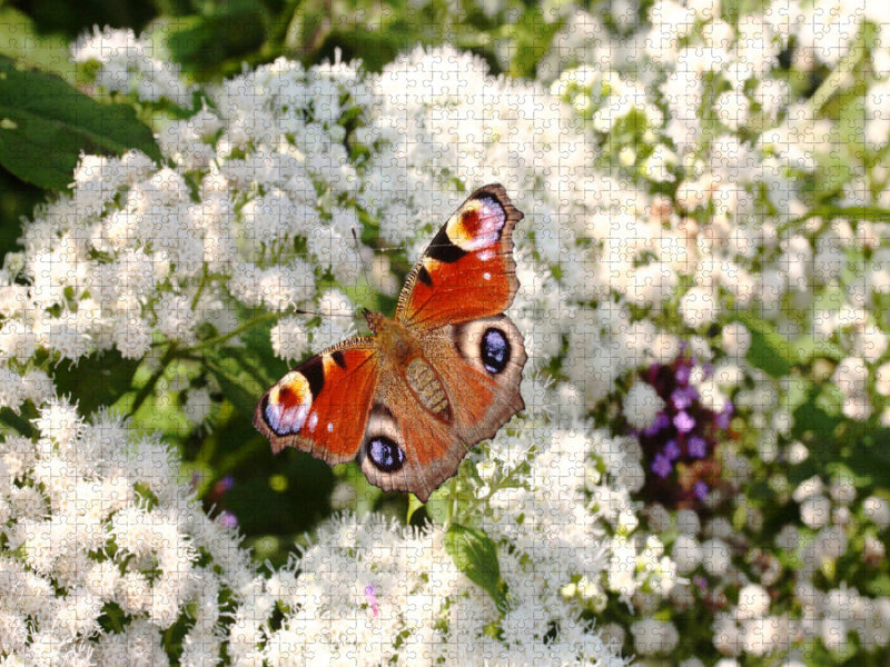 Tagpfauenauge auf weißen Blüten - CALVENDO Foto-Puzzle'
