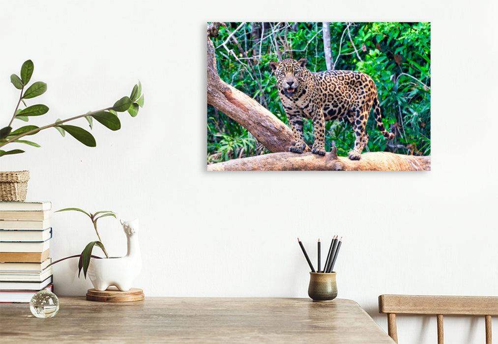 Premium Textil-Leinwand Premium Textil-Leinwand 120 cm x 80 cm quer Ein Motiv aus dem Kalender Pantanal: Faszinierende Tiere hautnah