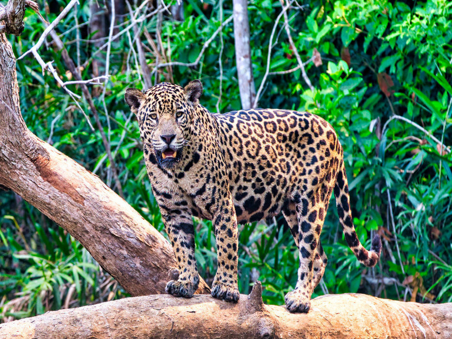 Ein Motiv aus dem Kalender Pantanal: Faszinierende Tiere hautnah - CALVENDO Foto-Puzzle'