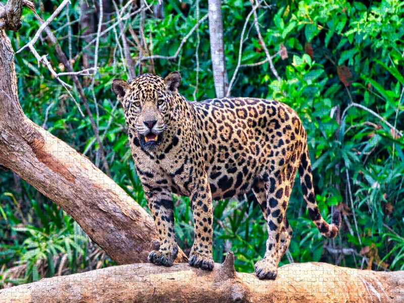 Ein Motiv aus dem Kalender Pantanal: Faszinierende Tiere hautnah - CALVENDO Foto-Puzzle'
