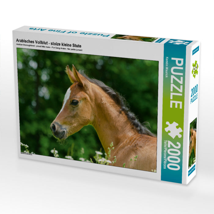 Arabisches Vollblut - stolze kleine Stute 2000 Teile Puzzle quer - CALVENDO Foto-Puzzle'
