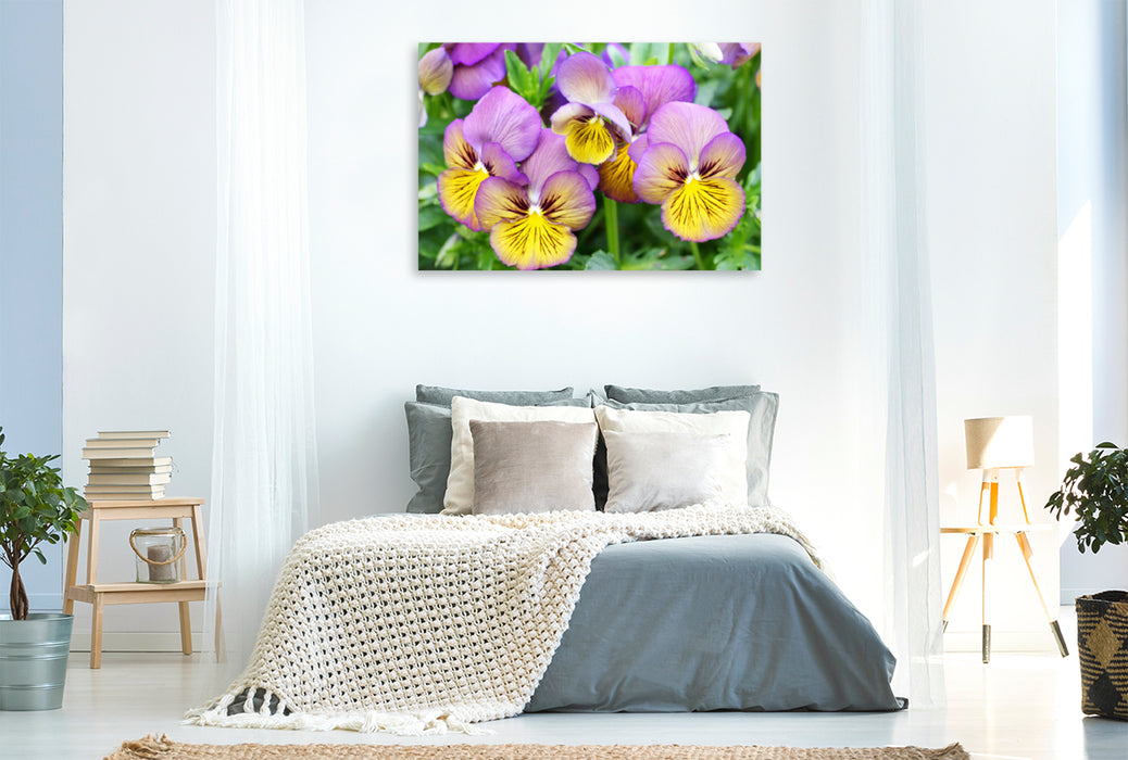 Premium Textile Canvas Premium Textile Canvas 120 cm x 80 cm landscape Horned Violet Viola Sorbet 'Morpho' 