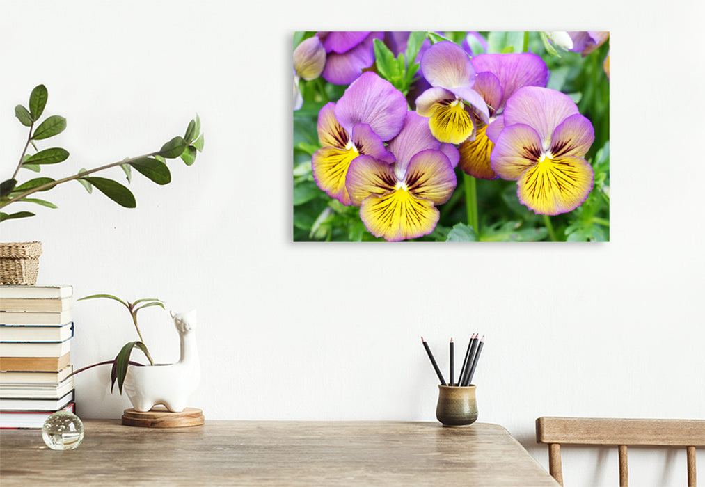 Premium Textile Canvas Premium Textile Canvas 120 cm x 80 cm landscape Horned Violet Viola Sorbet 'Morpho' 