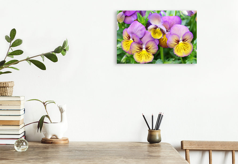 Premium Textile Canvas Premium Textile Canvas 120 cm x 80 cm landscape Horned Violet Viola Sorbet 'Morpho' 