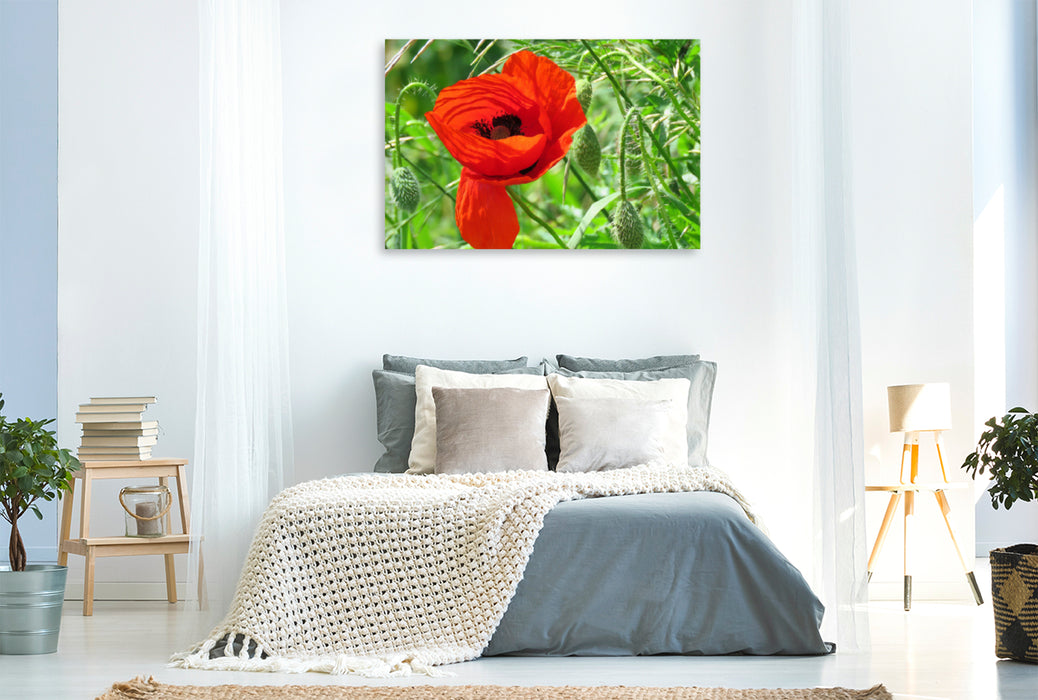 Premium textile canvas Premium textile canvas 120 cm x 80 cm landscape red poppy 