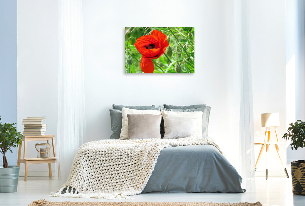 Premium textile canvas Premium textile canvas 120 cm x 80 cm landscape red poppy 