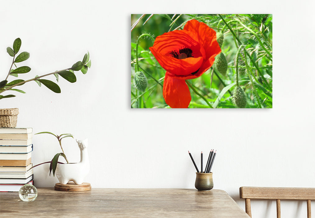 Premium textile canvas Premium textile canvas 120 cm x 80 cm landscape red poppy 