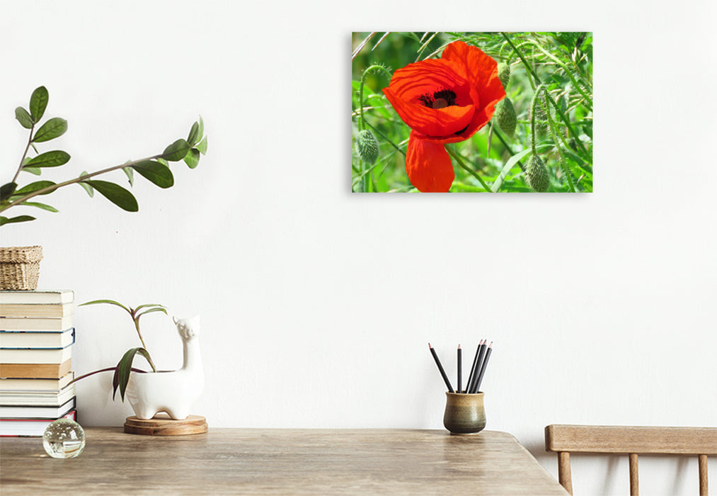 Premium textile canvas Premium textile canvas 120 cm x 80 cm landscape red poppy 